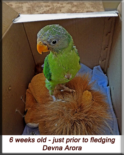 Devna Arora - Plum-headed parakeet about to fledge